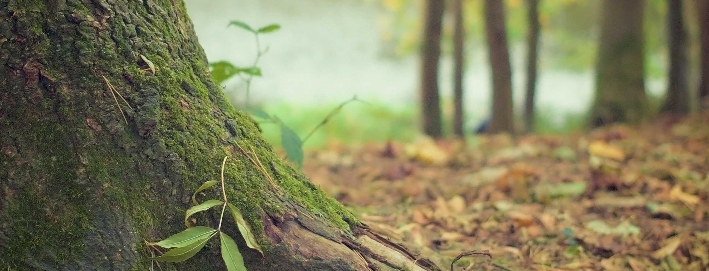 Was tun im Erbfall?  Die wichtigsten Schritte nach dem Todesfall